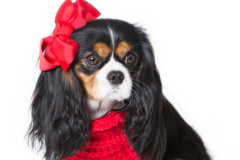 Request Quote: Fine Art Pet Photography - Birmingham, AL