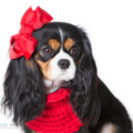 Fine Art Pet Photography - Birmingham, AL