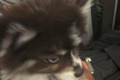 Request Quote: Professional Pet Flight Nanny - Nationwide