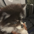Professional Pet Flight Nanny - Nationwide