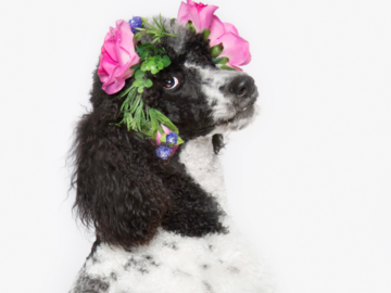 Standard Poodle with flower crown