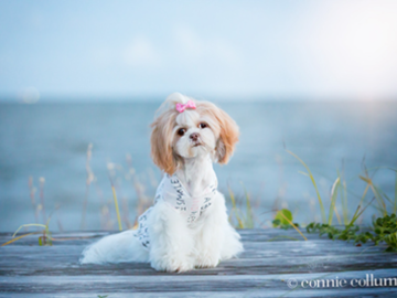 Shih Tzu on the Beach