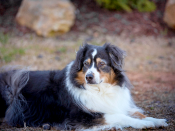 Australian Shepherd  
