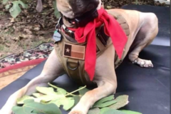Request Quote: Fur Baby Massage Therapist - Animal Massage - Tyler, TX