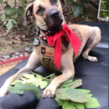 Fur Baby Massage Therapist - Animal Massage - Tyler, TX