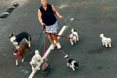 Request Quote: Experienced Pet Travel Companion - Flight Nanny - Nationwide
