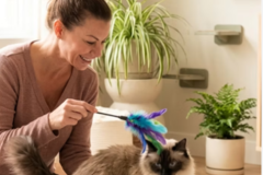 Request Quote: Certified Cat Behavior Consultant & Fear Free Specialist - Nationwide