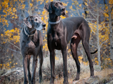 Great Danes