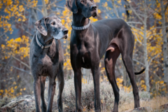 Request Quote: Colorado Dog Photography - Salida, CO