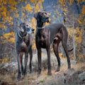 Colorado Dog Photography - Salida, CO