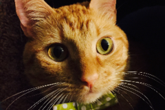 Request Quote: Pet photographer specializing in portrait style photos  - Decatur, GA