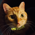 Pet Photographer Specializing In Portrait Style Photos  - Decatur, GA