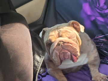 This is Harley, the second fur-baby I delivered to her forever home