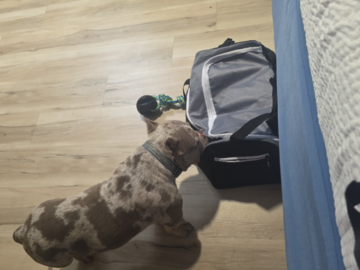 This is Krome at the hotel. He was my first adventure as I helped him get home to his owner after a big move