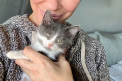 Request Quote: Certified Cat Behavior Consultant & Fear Free Specialist - Nationwide