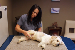 Request Quote: Dog Bodywork - Canine Chiropractic | Massage | Reiki - Kansas City, MO