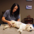 Canine Energy Healing  - Kansas City, MO
