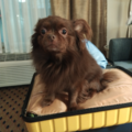 New England BOS PVD Hotel Nanny Wedding Sitter  - North Attleborough, MA