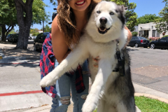 Request Quote:     Trusted Puppy Flight Nanny - Nationwide