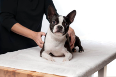 Appalachian Animal Wellness & Rehab - Lenoir City, TN
