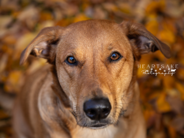 My dog Clay 
