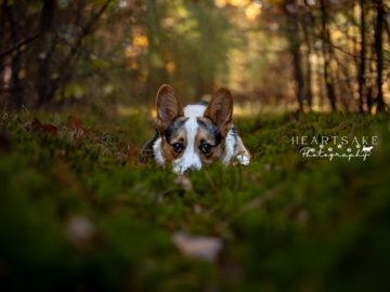 Corgi