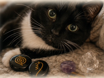 Tippi Toes the Tuxedo Cat enjoys Reiki for her anxiety and arthritis (she also enjoys the crystals)