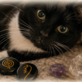 Grounded & Compassionate Pet Reiki Communicator  - Nationwide
