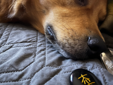 Tater the Texas Heeler enjoys an evening session to help calm his busy mind (he also likes to sniff the crystals)