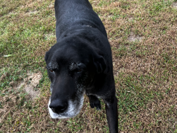 Senior Labrador with arthritis after a Reiki session