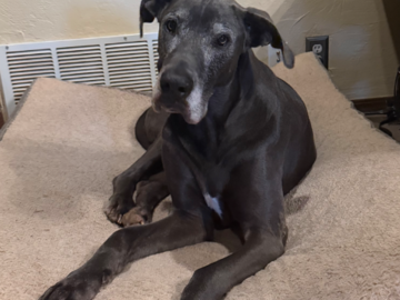 Senior Great Dane Distance Reiki and Animal Communication client, OKC