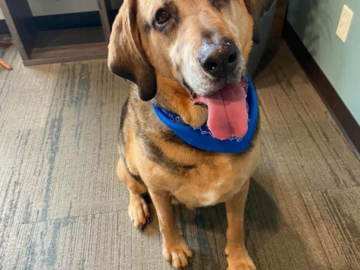 Senior Bloodhound Distance Reiki Client, NE OK
