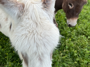 Miniature Donkeys, Animal Communication 