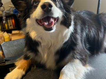 Miniature Aussie, Reiki sessions help calm him for grooming and support his chronic pain