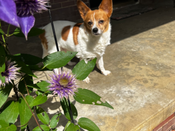 Senior Papillion mix, Distance Reiki for Canine Cognitive Decline, chronic pain, pulmonary condition NE OK
