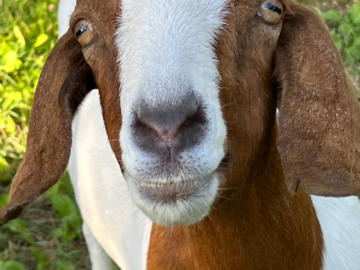 This goat might not look shy, but her whole family is spooked by people inside the pasture - Distance Reiki is extra perfect for sensitive animals!