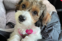 Request Quote: Furbaby Travel assistance available  - Tennessee, USA