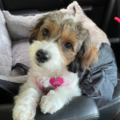 Furbaby Travel Pet Taxi  - New Orleans, LA