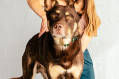 Request Quote: Haven Animal Chiropractic - Knoxville, TN