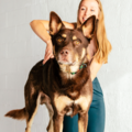 Haven Animal Chiropractic - Knoxville, TN