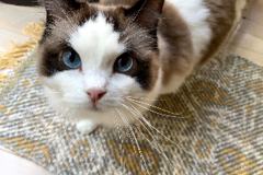 Request Quote: Compassionate Experienced Pet-Care Sitter - Petaluma, CA