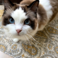 Compassionate Experienced Pet-Care Sitter - Petaluma, CA