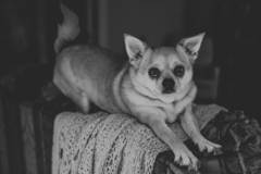 Request Quote: In-Home Pet Photographer - Evans, GA