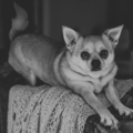 In-Home Pet Photographer - Evans, GA