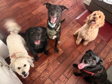 Dog sitting 