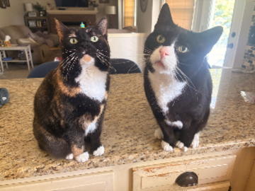 Cat sitting 