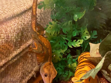 Reptile Sitting 