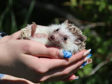 Exotic Pet sitting 