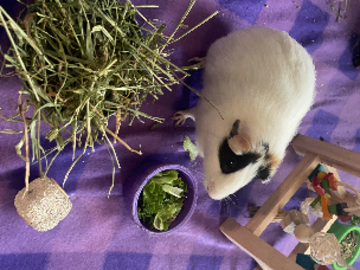 Small animal petsitting