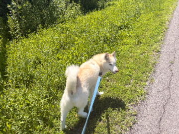 Dog walking 
